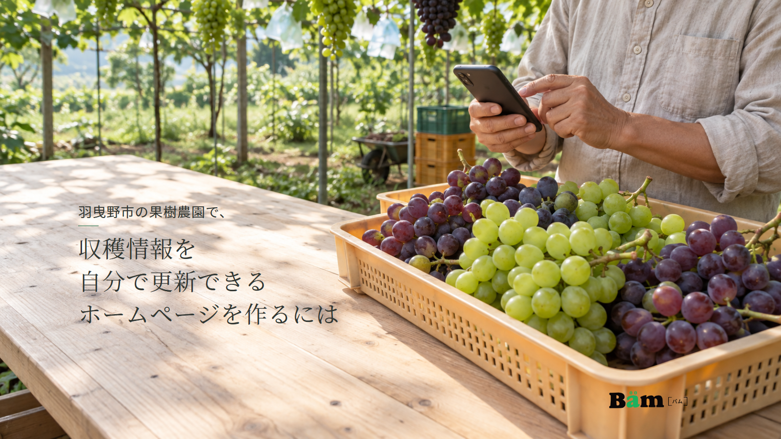 羽曳野市の果樹農園で、収穫情報を自分で更新できるホームページを作るにはというタイトル、ぶどうの選果台でスマートフォンを確認する手元、右下にBämロゴ