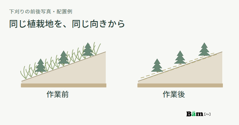 同じ位置の植栽木を残したまま、周りの草が伸びた作業前と草を刈った作業後を横に並べる図