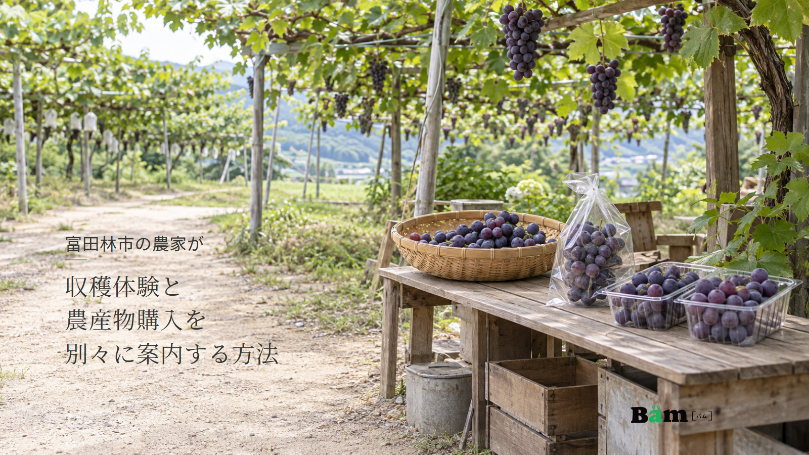 富田林市の農家が収穫体験と農産物購入を別々に案内する方法というタイトル、ぶどう棚の下の収穫かご、お土産袋と販売パック、右下にBämロゴ