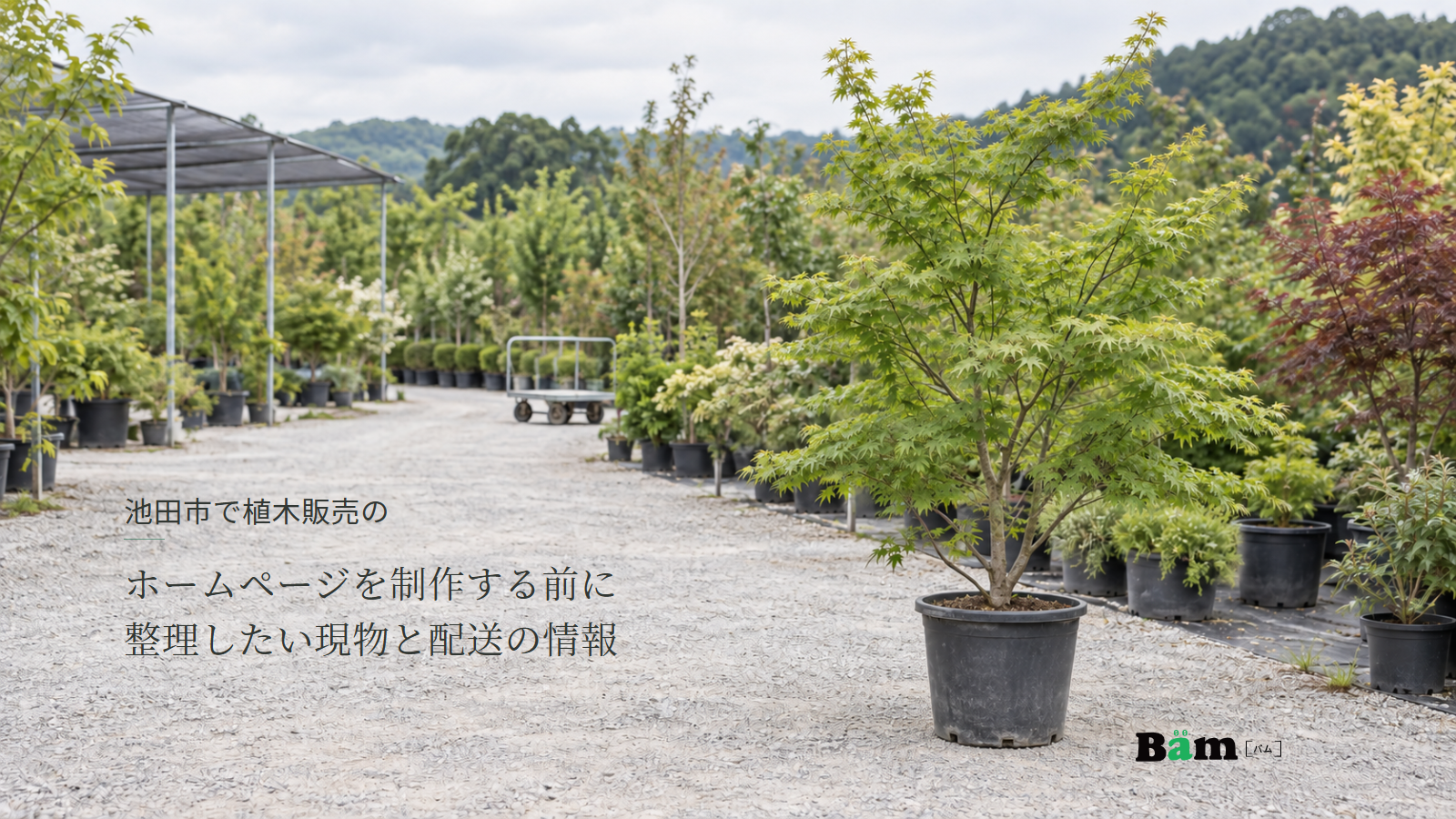 池田市で植木販売のホームページを制作する前に整理したい現物と配送の情報というタイトル、育苗鉢に入ったモミジと植木売場の通路、右下にBämロゴ