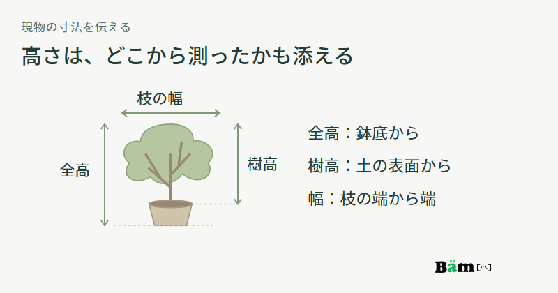 鉢植えの木で、鉢底からの全高、土の表面からの樹高、枝の端から端までの幅を矢印で示す図