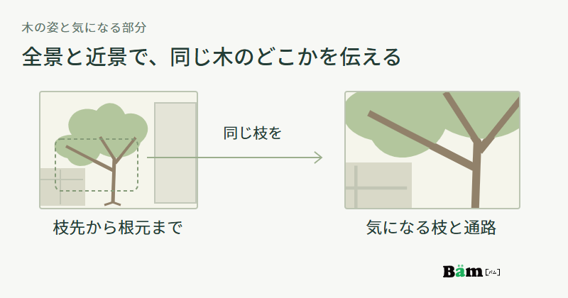 一本の木の枝先から根元までの全景と、その木の通路側の枝を拡大した近景をつなぐ図