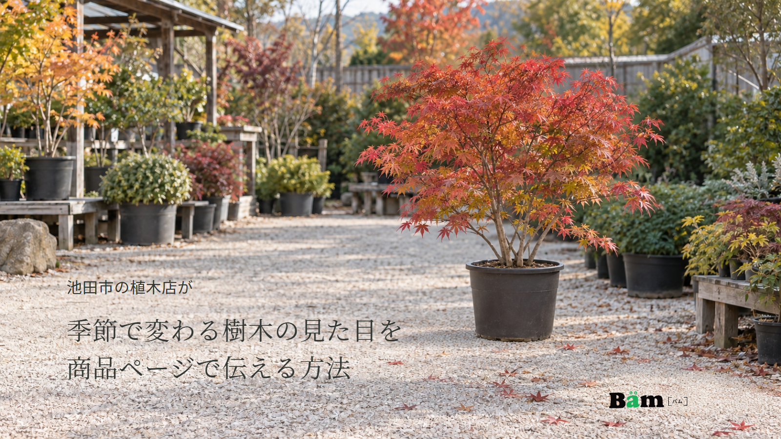 池田市の植木店が季節で変わる樹木の見た目を商品ページで伝える方法というタイトル、秋の植木店に並ぶ鉢植えと紅葉したモミジ、右下のBämロゴ
