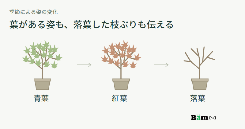 同じ枝ぶりと鉢のモミジを青葉、紅葉、落葉の三つの姿で並べた図