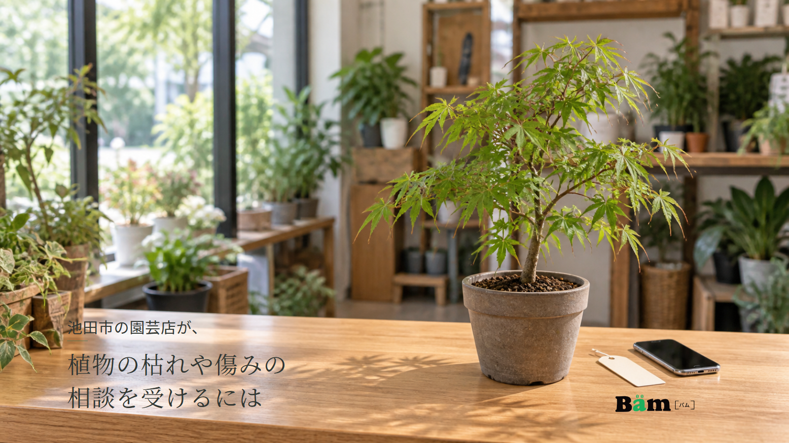 池田市の園芸店が、植物の枯れや傷みの相談を受けるにはというタイトル、園芸店の相談台に置いた鉢植えのモミジとスマートフォン、右下のBämロゴ