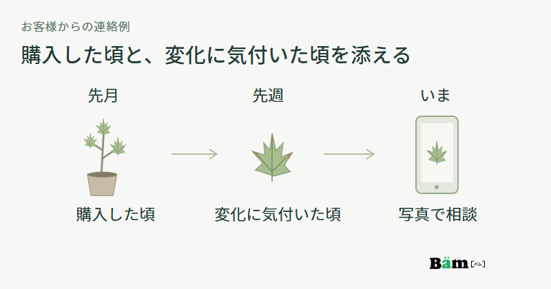 先月購入し、先週葉先の変化に気付き、現在の写真を送って相談する時間の流れ