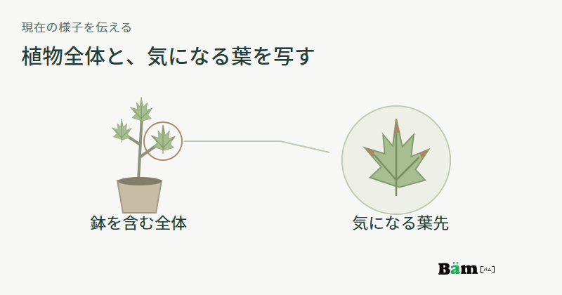 鉢を含めたモミジ全体と、その木の葉先が茶色くなった部分を拡大してつなぐ図