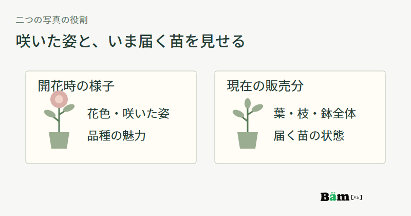 開花した花の姿で品種の魅力を伝え、葉や枝と鉢全体の写真で現在の販売分の状態を伝える図